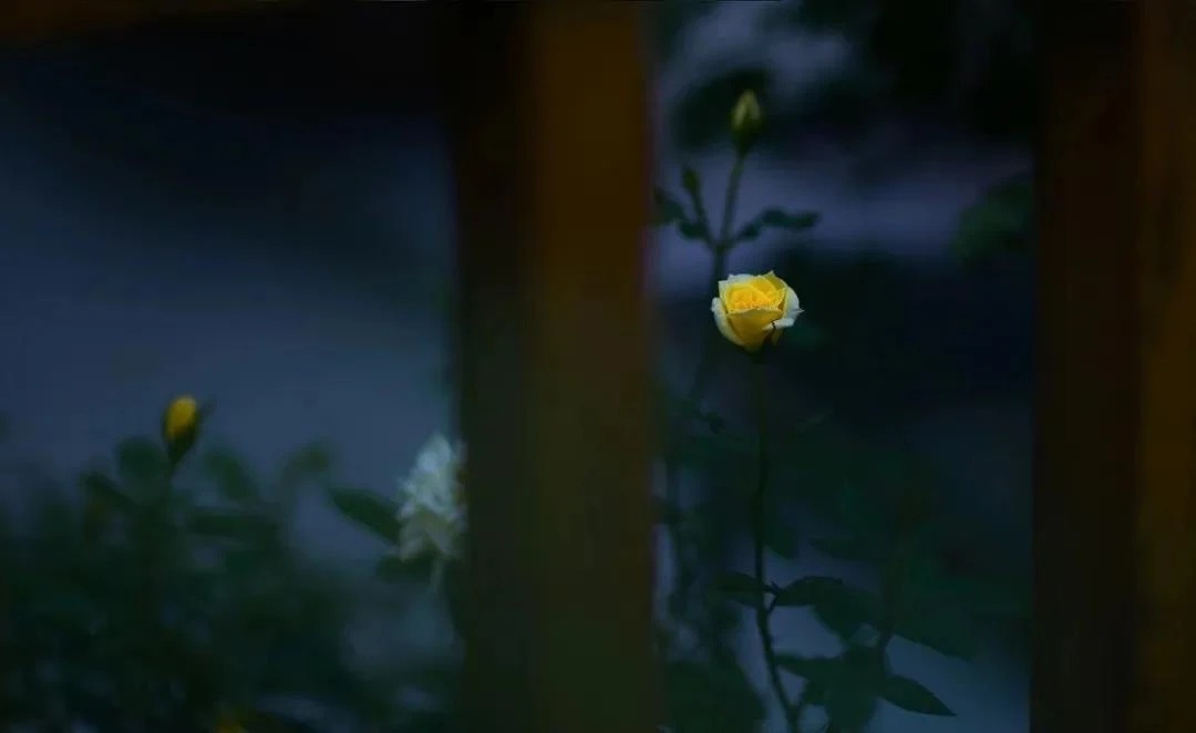 ——生活在易，安之以美835 / 作者:力行者 / 帖子ID:284665