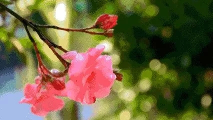 ——生活在易，安之以美623 / 作者:力行者 / 帖子ID:284665