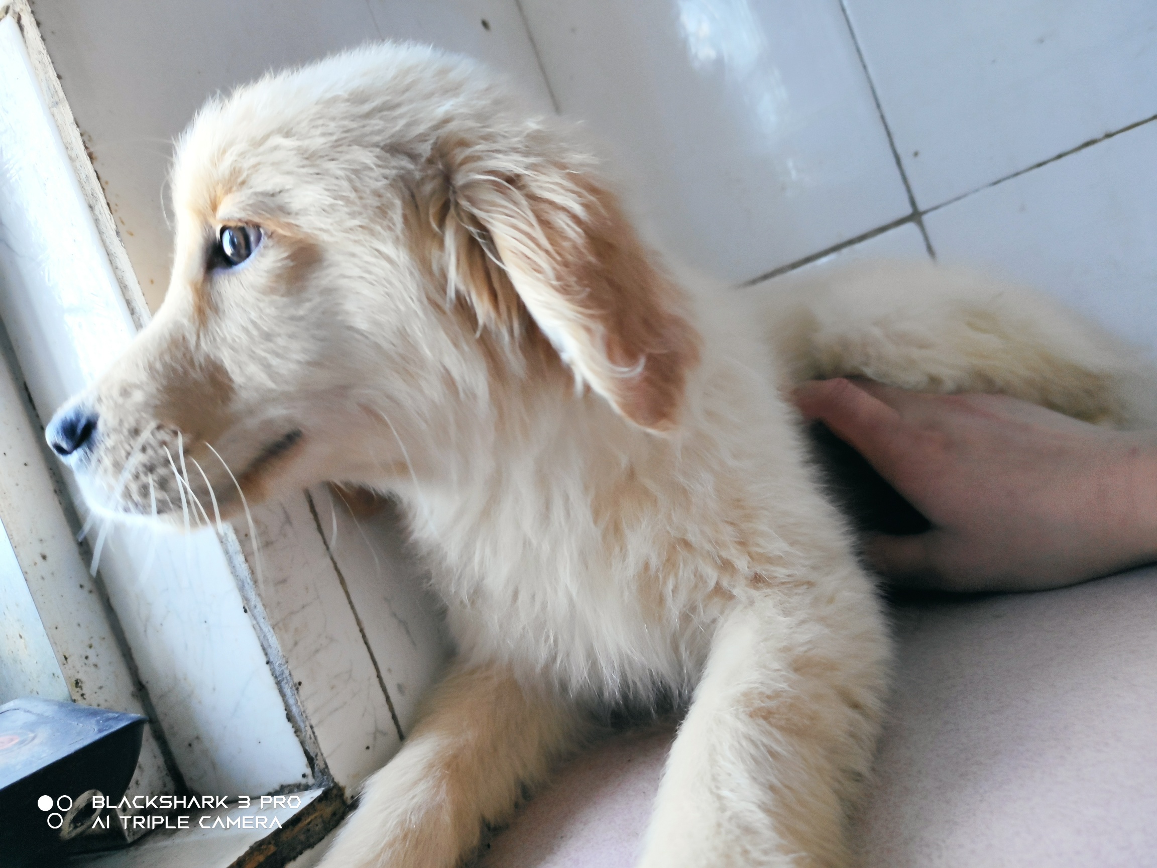 金毛幼犬出售！双血统种公配种，架子完美，价格美丽，余一窝中最后二只公一母429 / 作者:张慢慢 / 帖子ID:284880