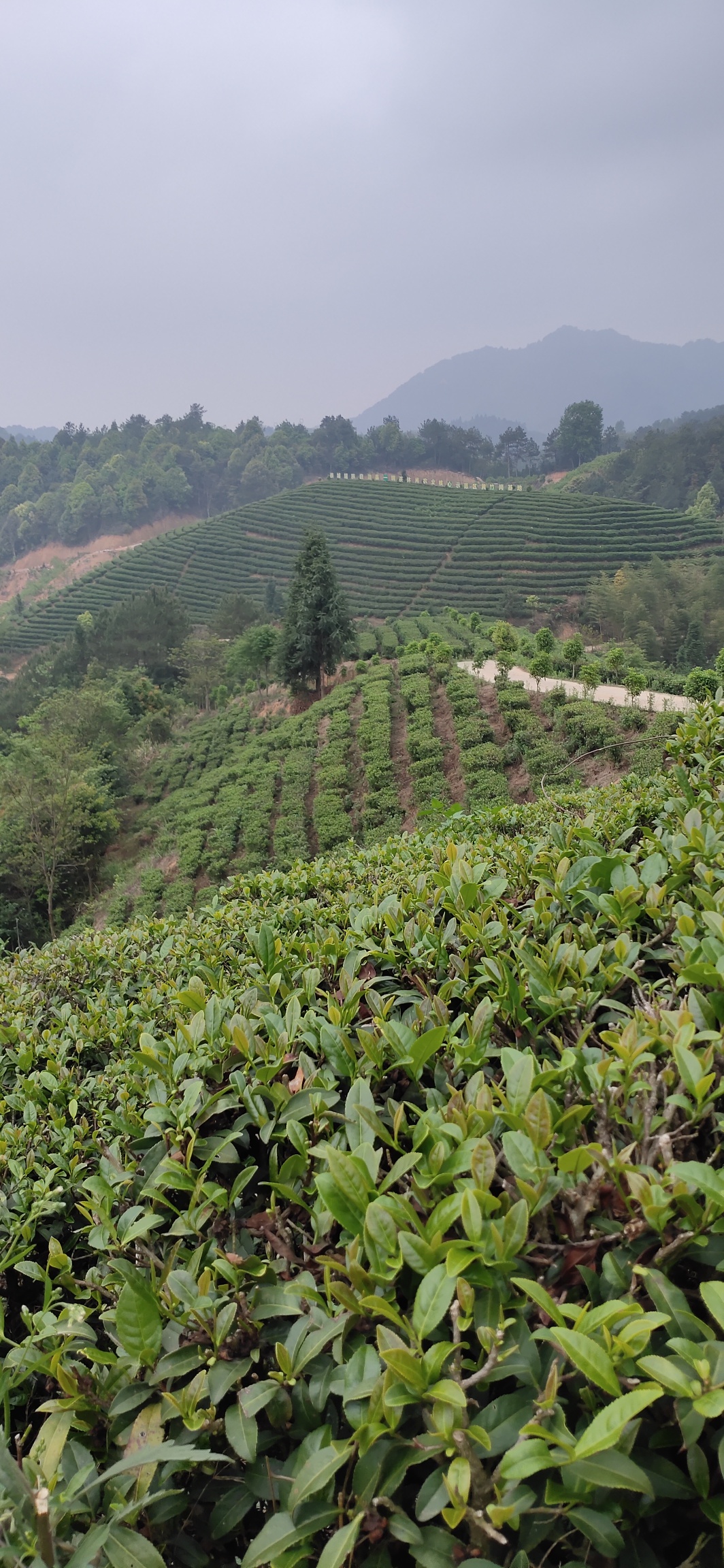 高山茶，瑶山开启另类经济增长模式259 / 作者:瑤人老李 / 帖子ID:285006