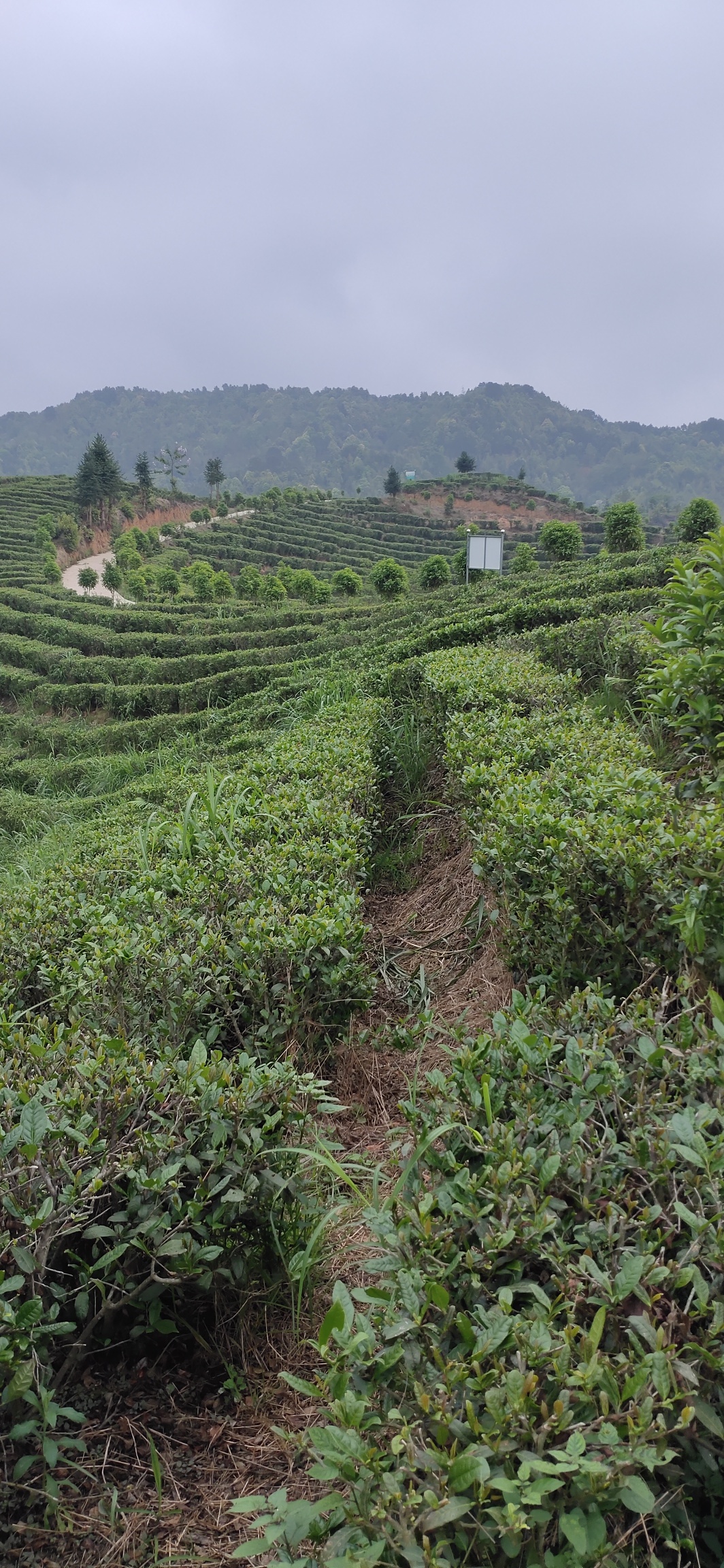 高山茶，瑶山开启另类经济增长模式955 / 作者:瑤人老李 / 帖子ID:285006
