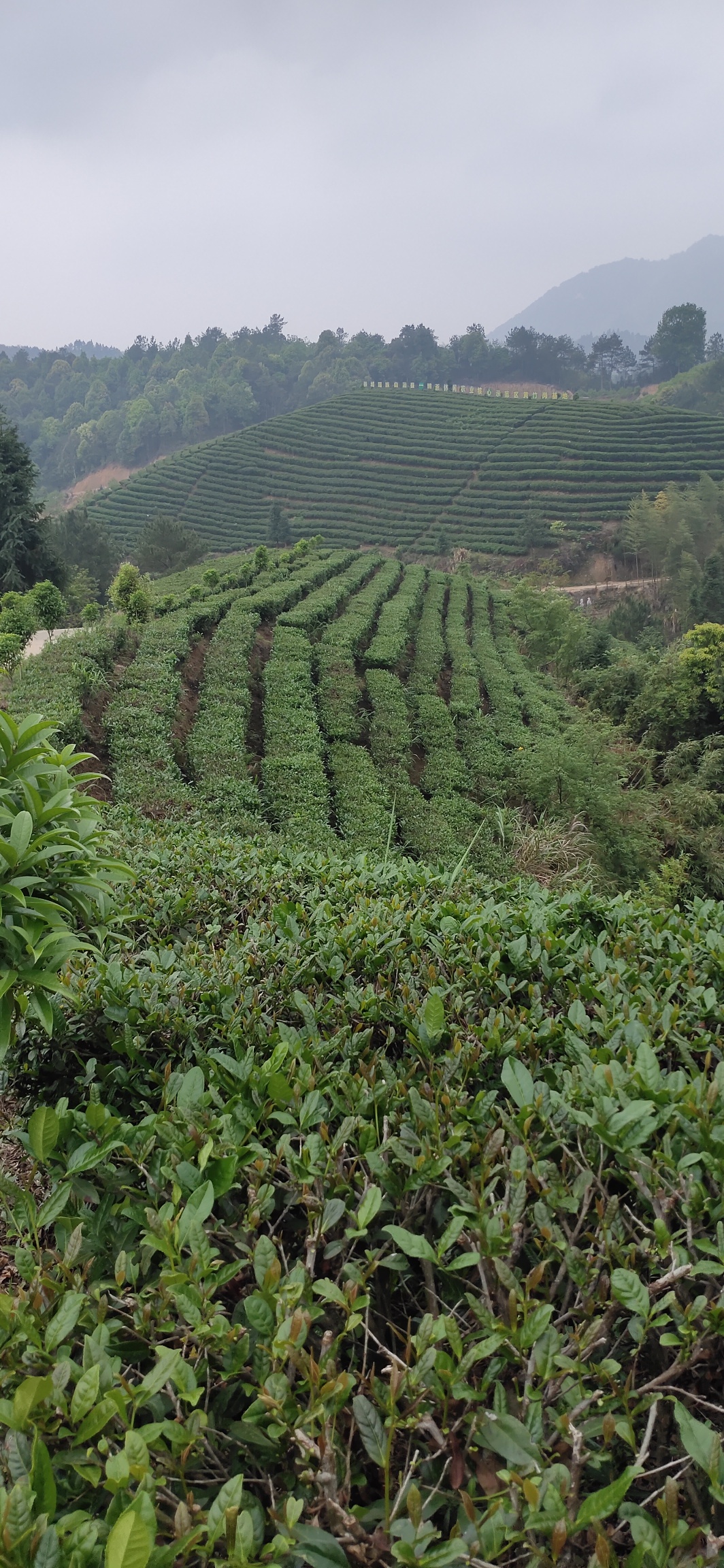 高山茶，瑶山开启另类经济增长模式944 / 作者:瑤人老李 / 帖子ID:285006