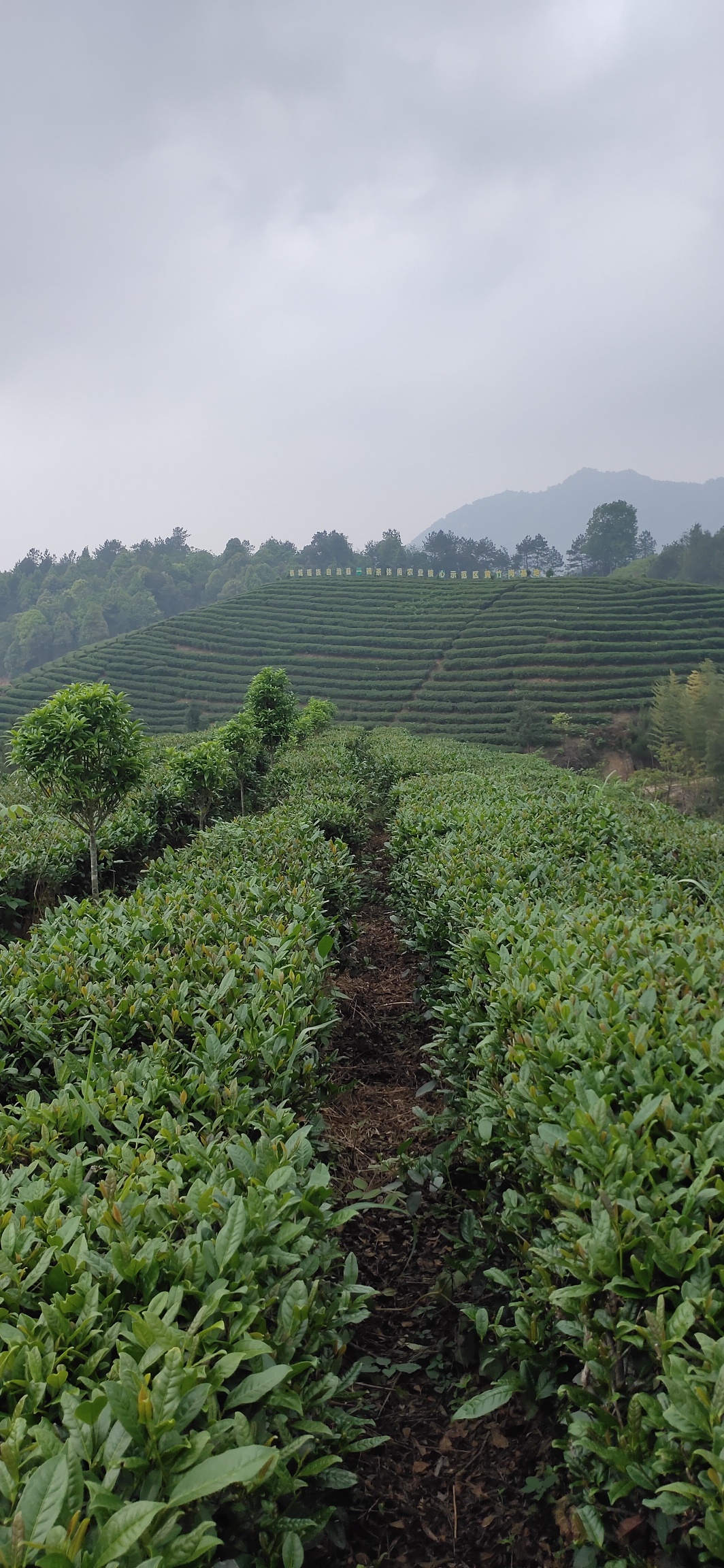 高山茶，瑶山开启另类经济增长模式366 / 作者:瑤人老李 / 帖子ID:285006