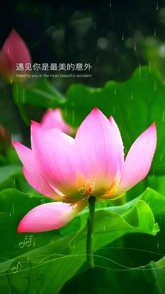 ——心似莲花开，一花一叶皆是禅706 / 作者:力行者 / 帖子ID:285278