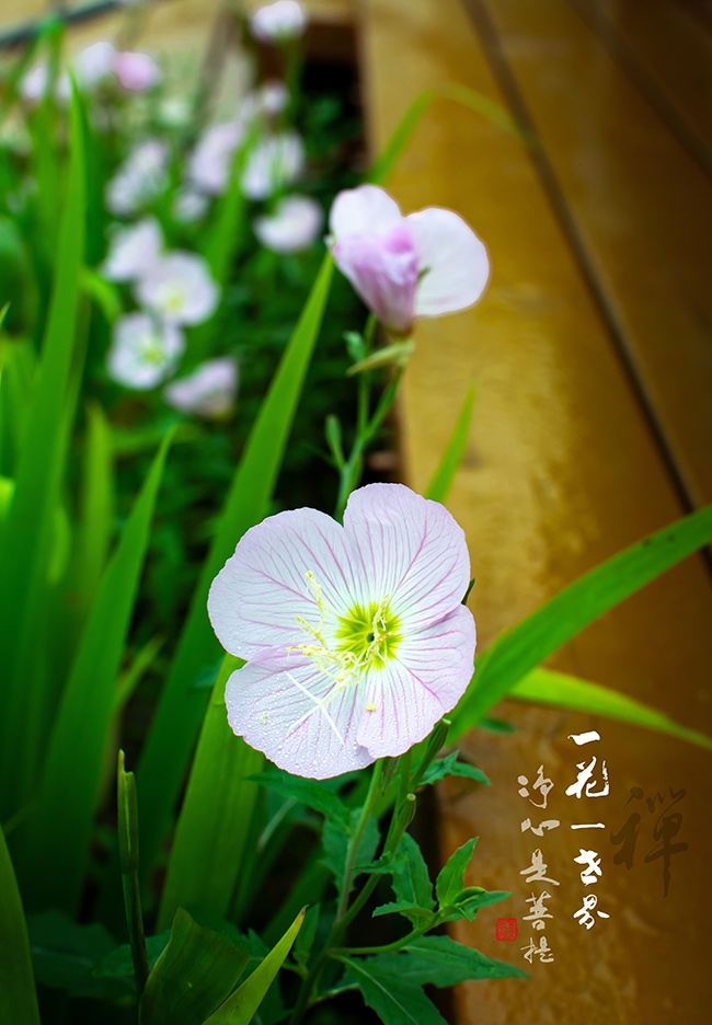 ——心似莲花开，一花一叶皆是禅587 / 作者:力行者 / 帖子ID:285278
