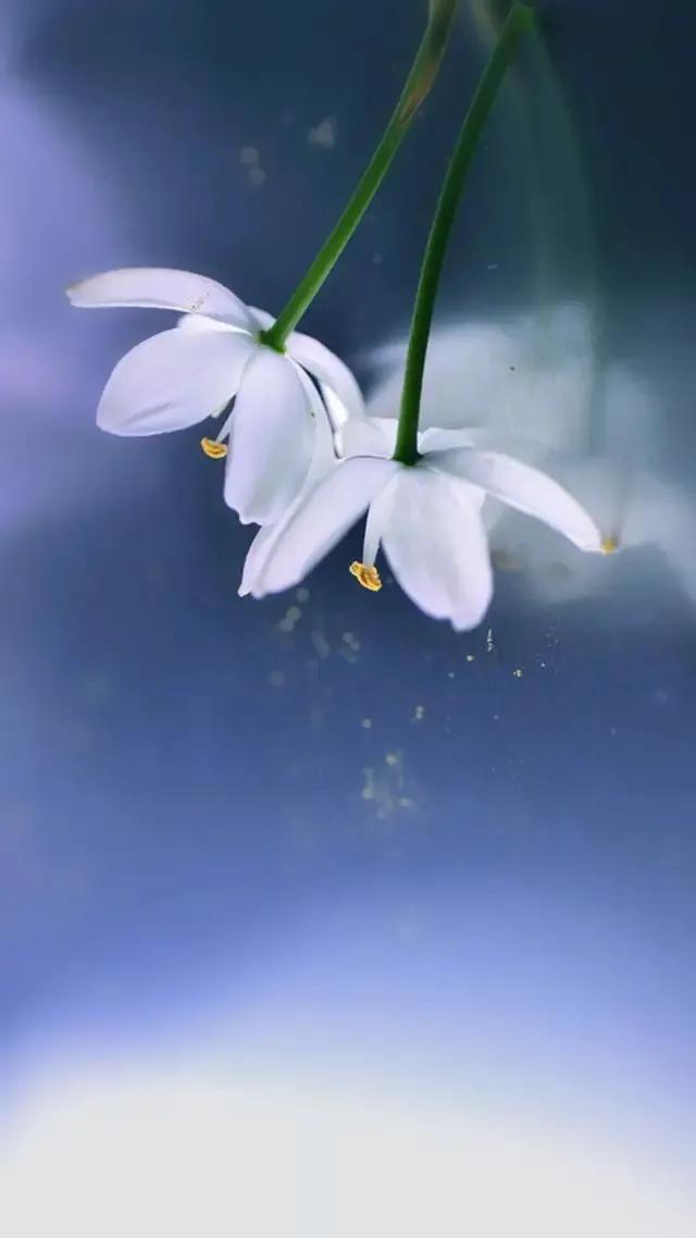——心似莲花开，一花一叶皆是禅52 / 作者:力行者 / 帖子ID:285278