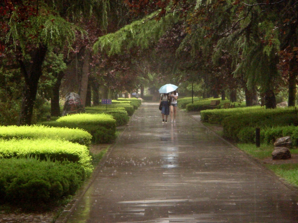 ——夏雨28 / 作者:力行者 / 帖子ID:285448