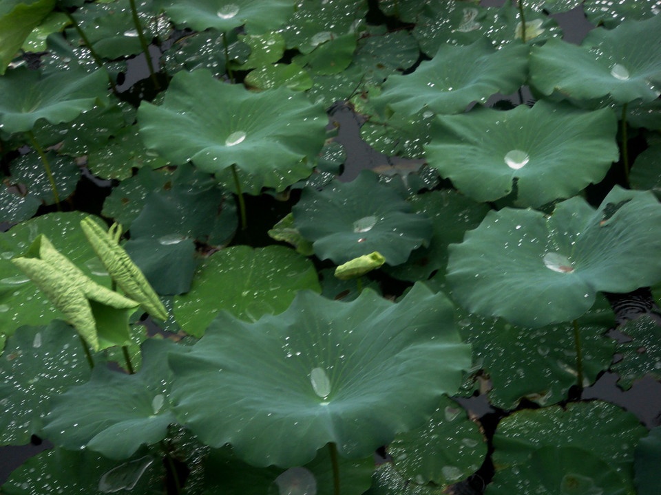 ——夏雨442 / 作者:力行者 / 帖子ID:285448