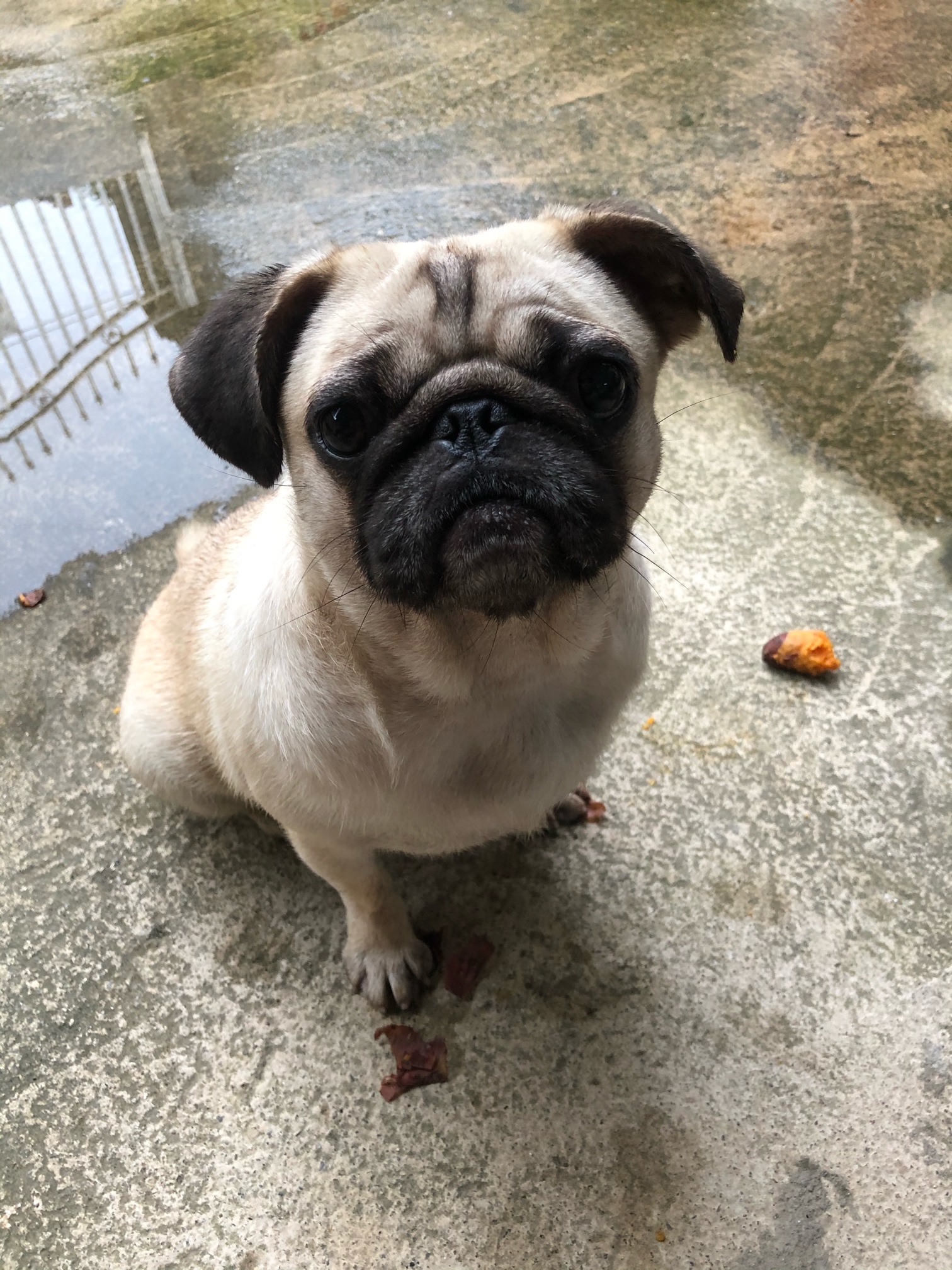 哪位的八哥犬走失了？116 / 作者:D调90 / 帖子ID:285741