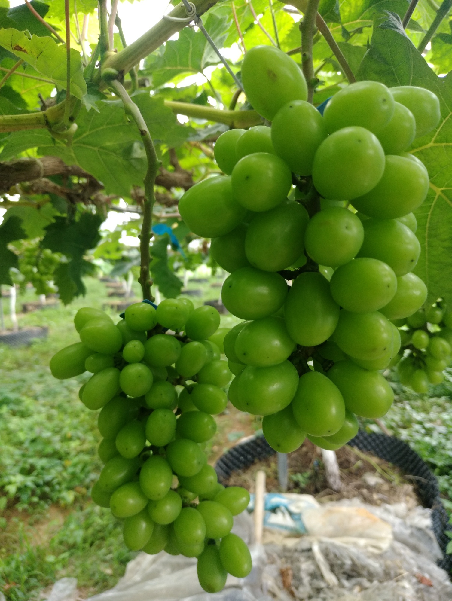 明天就是端午三天假了，你打算怎么过呢？231 / 作者:刘翔:-D / 帖子ID:286091