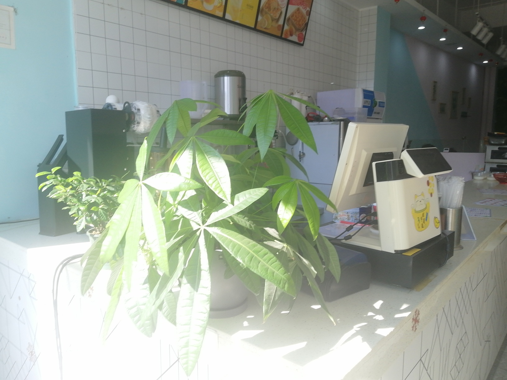 恭城栗木镇新兴街如果果汁奶茶店，因个人原因，无暇照看、诚心转让，客源稳 ...199 / 作者:猫贪余温 / 帖子ID:286863