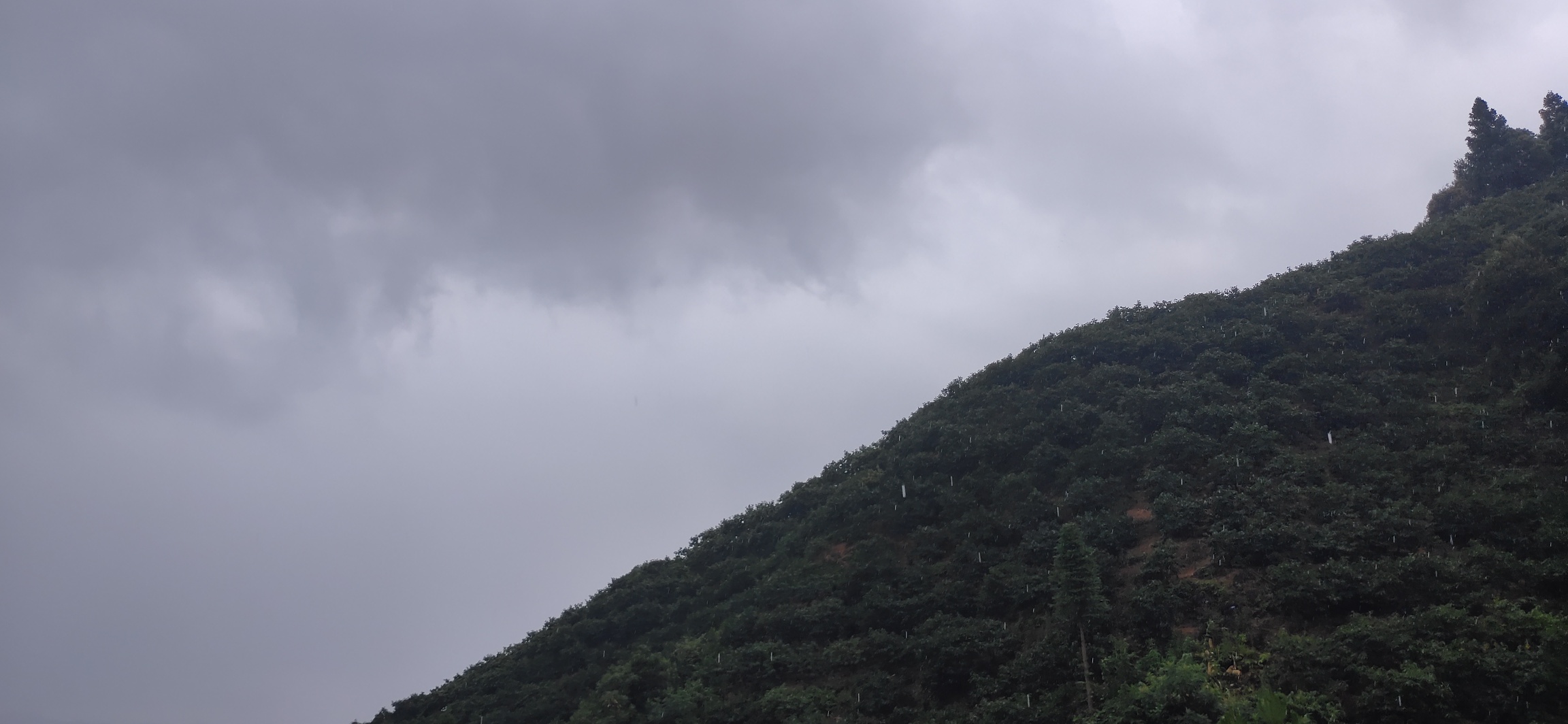 午后瑶山下起了小到中雨917 / 作者:瑤人老李 / 帖子ID:287209