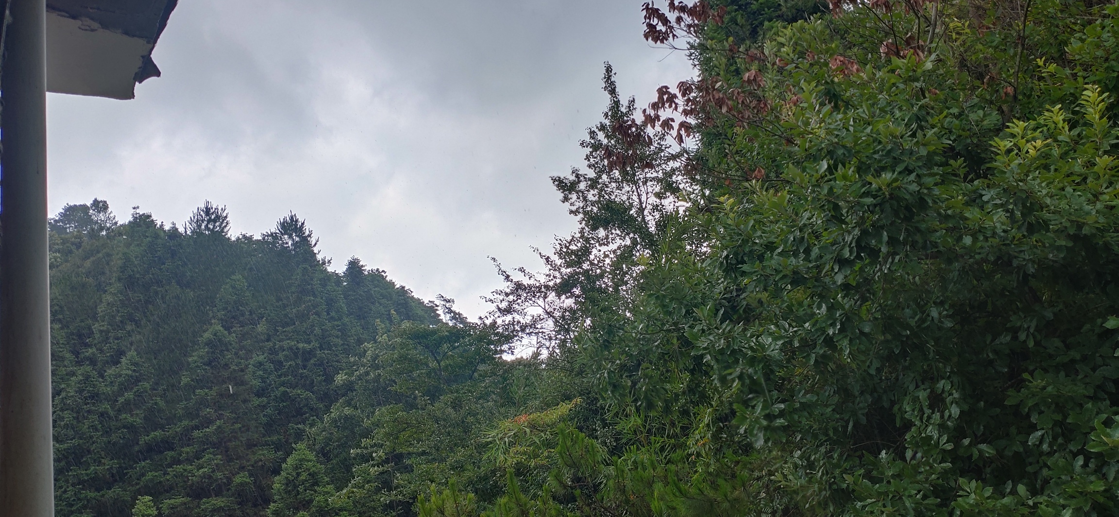午后瑶山下起了小到中雨300 / 作者:瑤人老李 / 帖子ID:287209