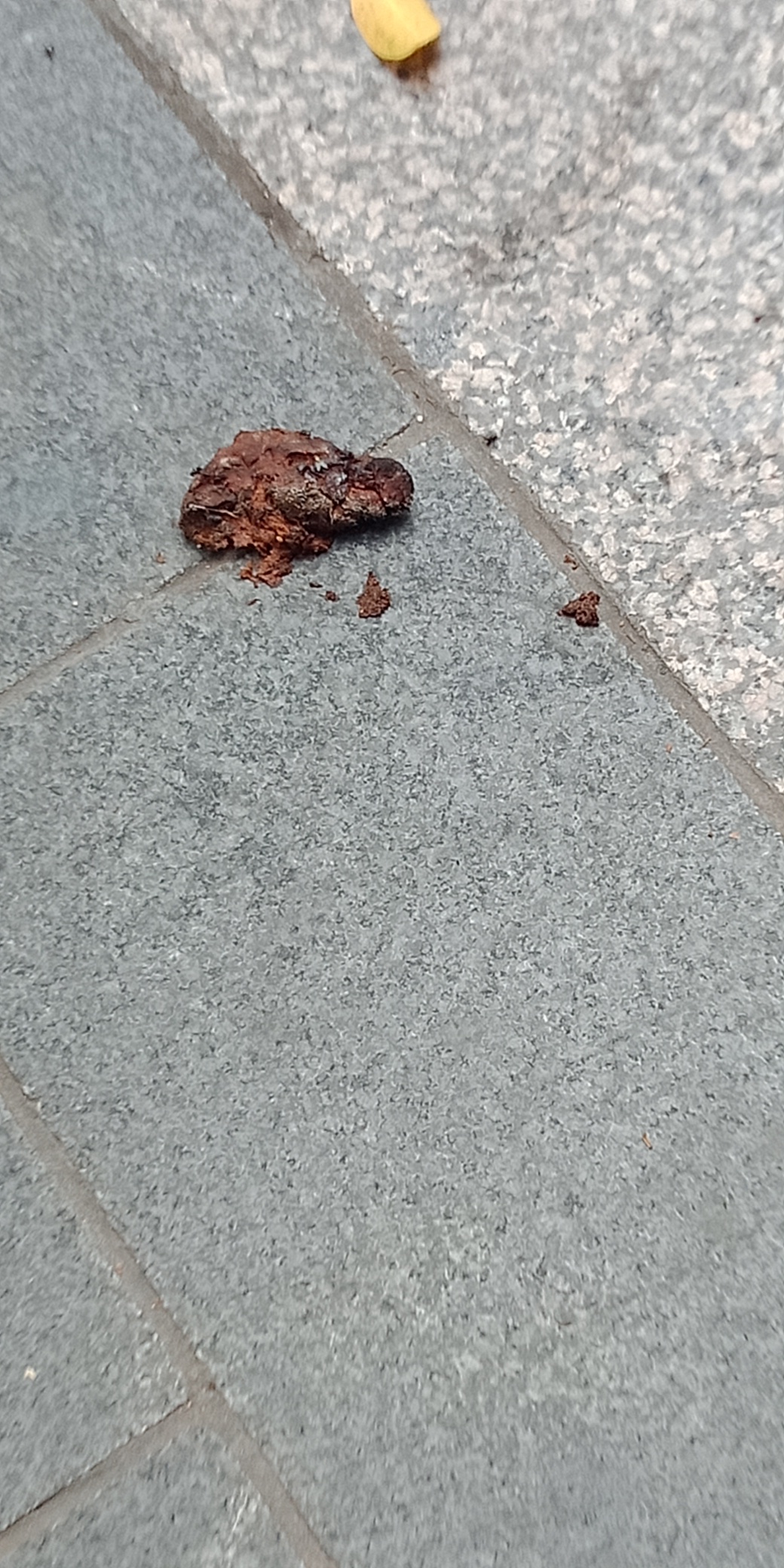 谁的狗粪？126 / 作者:夏天78 / 帖子ID:287322