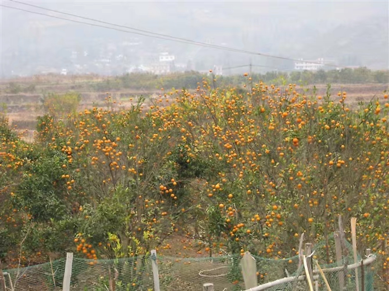 恭城瑶族自治县柑橘黄龙病综合防控技术要点490 / 作者:平常心53 / 帖子ID:288000