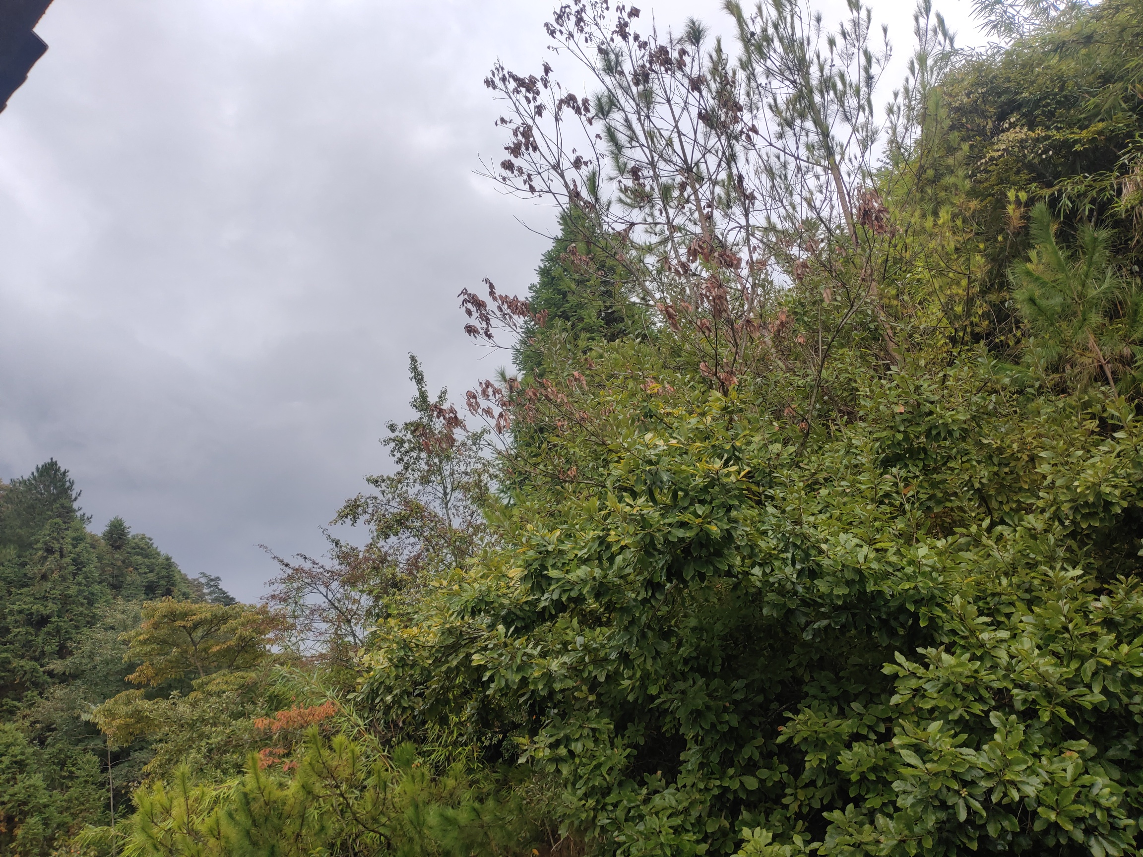 “圆规”威力已显，云雨正在进行555 / 作者:瑤人老李 / 帖子ID:289652