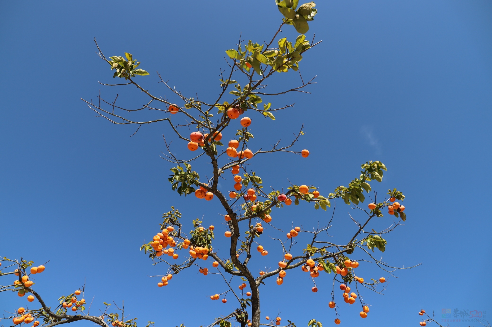 奇妙的柿子树891 / 作者:瑶乡凯哥 / 帖子ID:291024
