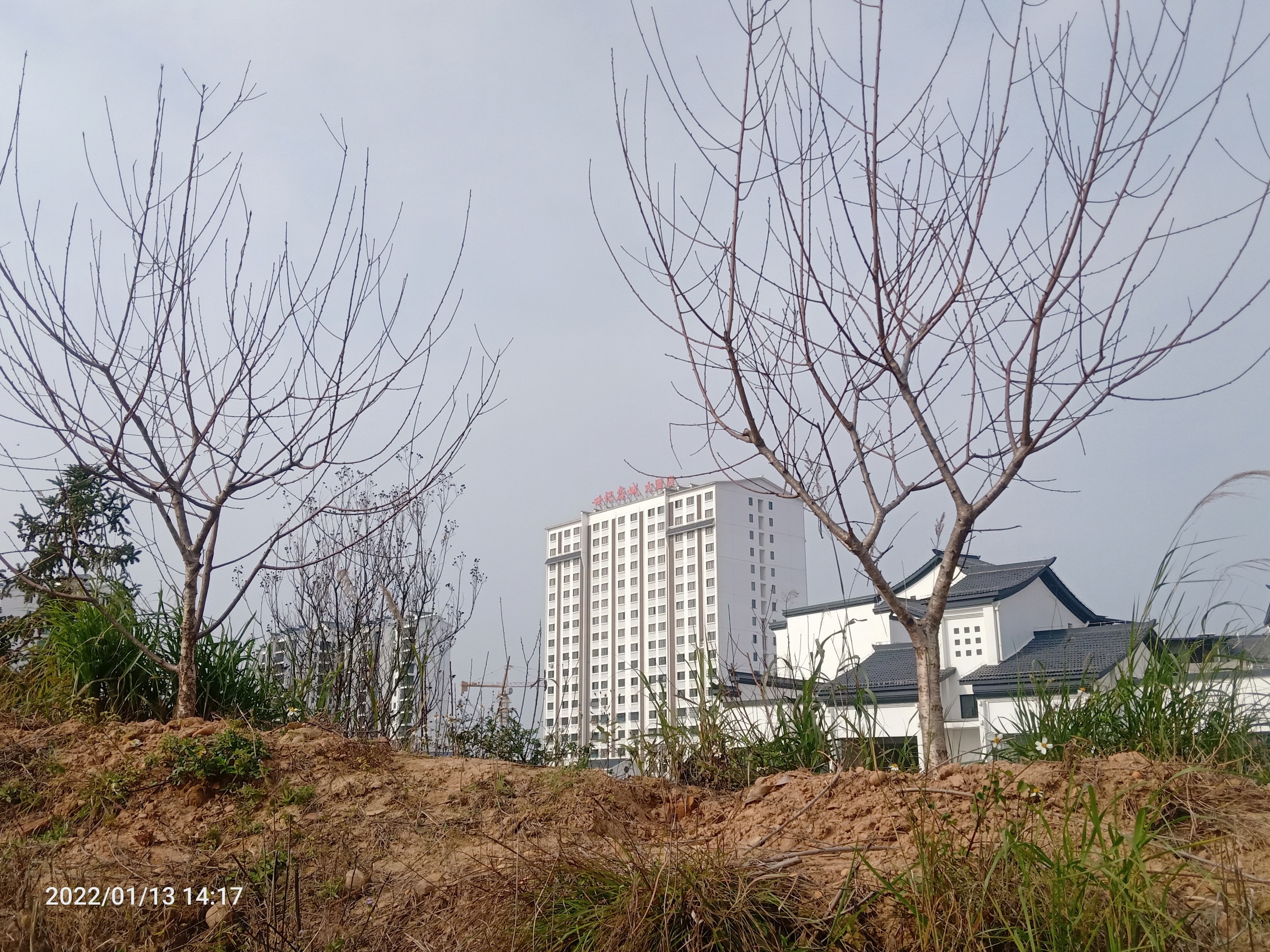 或许你今年春天就能就近观赏桃花了780 / 作者:陈爱国 / 帖子ID:291965