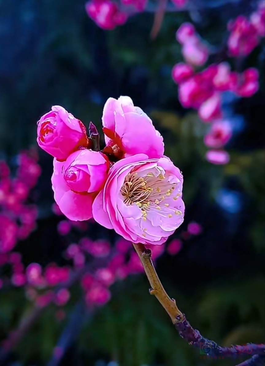 梅花

繁花常在腊春开，
微雨全从润蕊苔。

无叶枝枝梅影瘦，
有风点点冷香来。631 / 作者:茶江飞雪 / 帖子ID:293174
