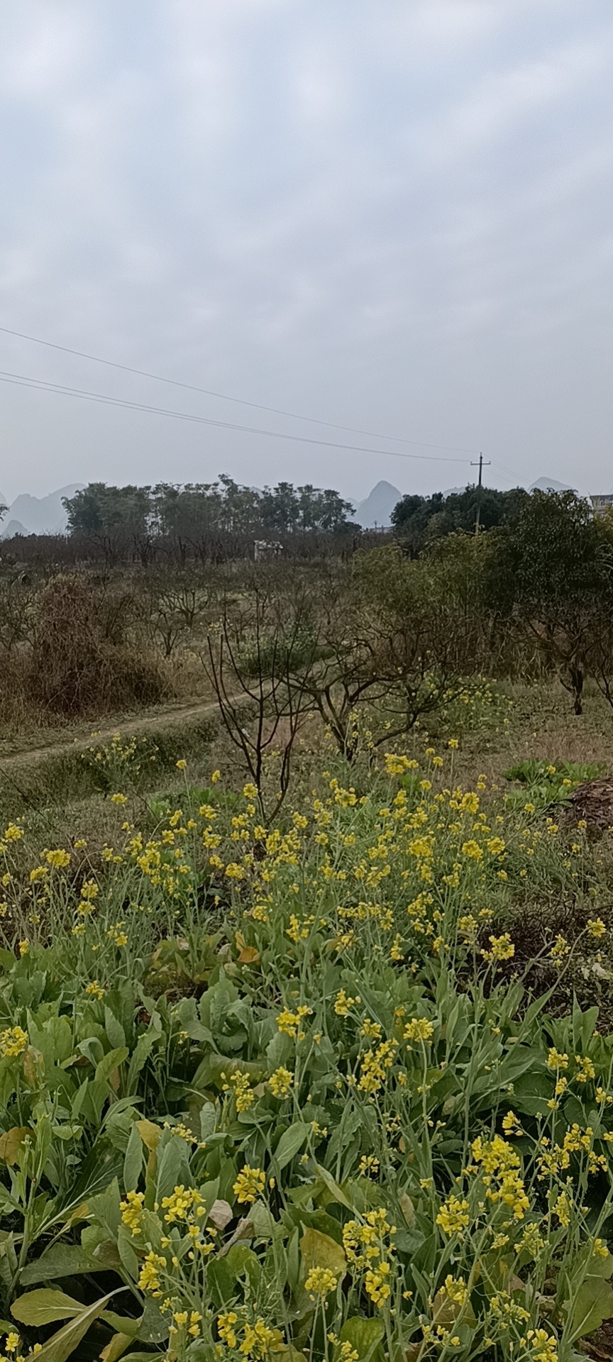 小黄车感觉应该取消一下进村！！361 / 作者:-明天，你好 / 帖子ID:293226