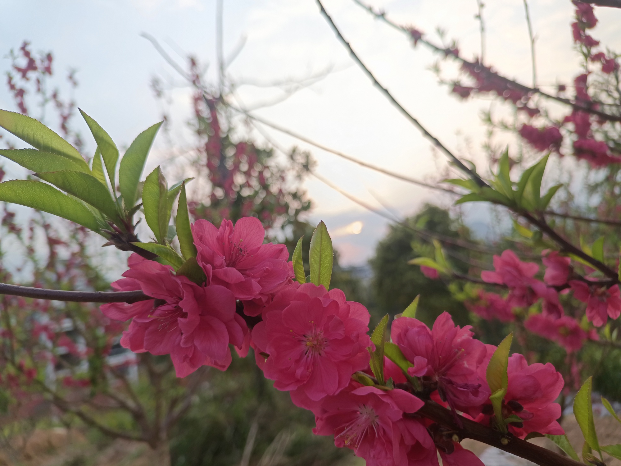 醉了美了，三月桃花朵朵开。810 / 作者:风云客 / 帖子ID:293507