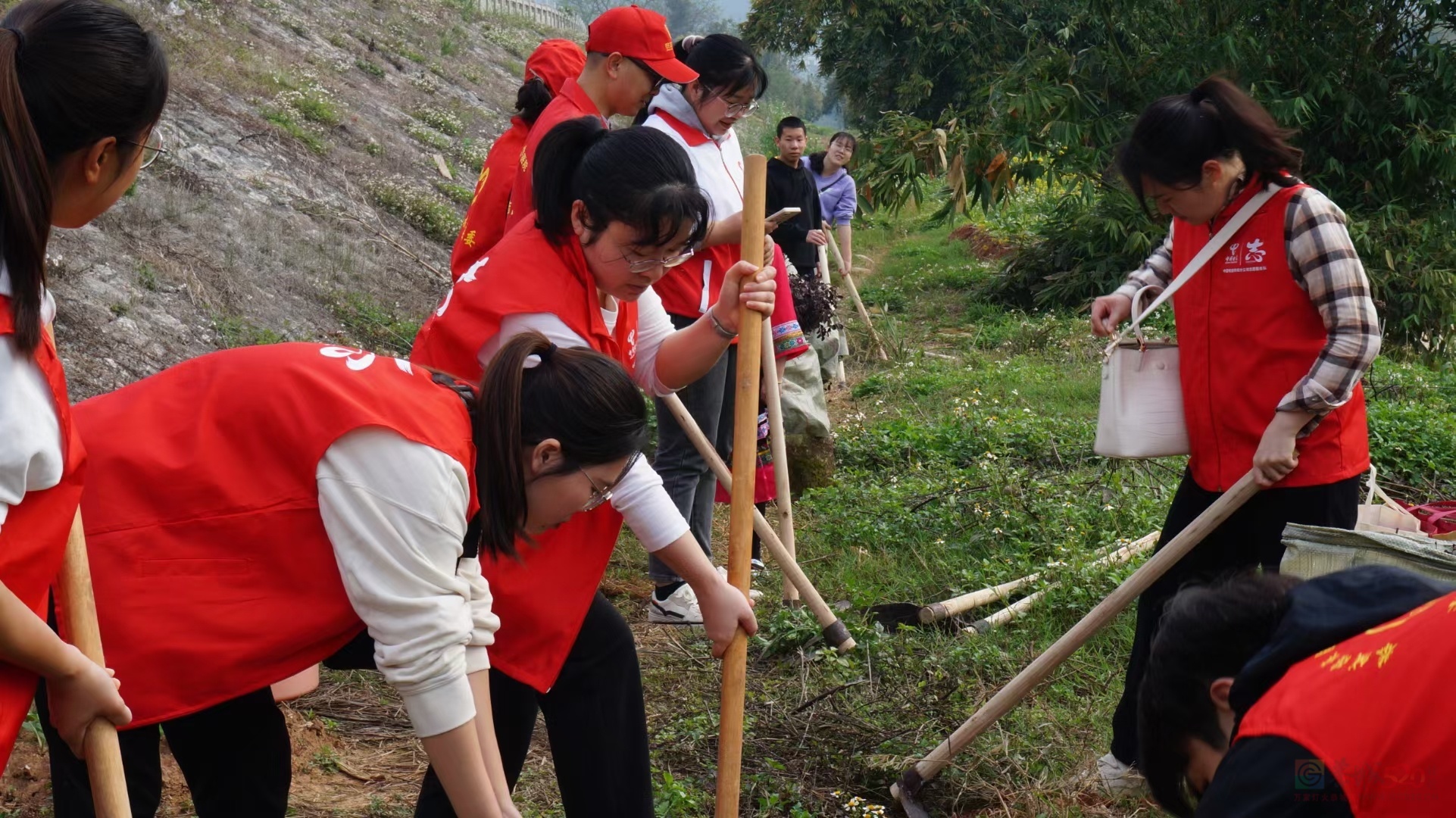 团县委组织青年团员、少数民族代表、青年志愿者植树活动647 / 作者:水墨茶江 / 帖子ID:293557