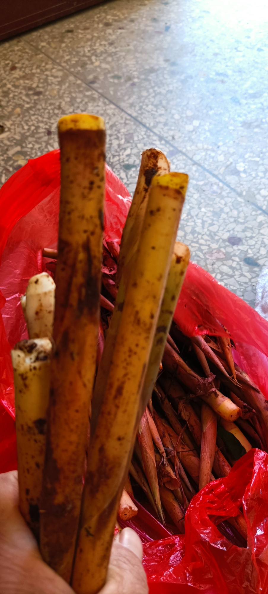 三月三，笋子盛麻篮！
黄壳鹞笋炒腊肉~绝配，通肠又刮油！188 / 作者:力行者 / 帖子ID:294035