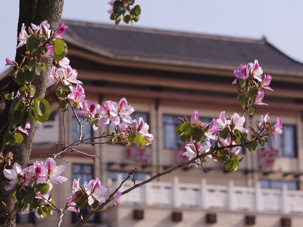 从下午三点拍到日落——只因这片花海太美丽、高铁新区太漂亮（第二组）:179 / 作者:陈爱国 / 帖子ID:294346