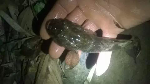 天下油茶在恭城 第十二届桂林恭城油茶文化节5月21日开幕164 / 作者:13977259800 / 帖子ID:295615