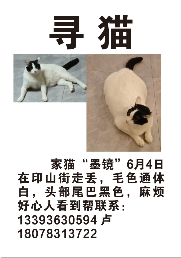 【寻猫】家猫“墨镜”6月4日在印山街走丢，毛色通体白，头部尾巴黑色170 / 作者:霸道 / 帖子ID:296203