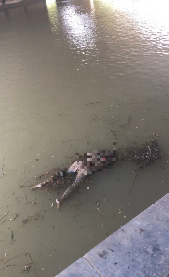 据桂林新鲜事消息：今天（6月30日）下午，在解放桥下出现一具浮尸！什么情况758 / 作者:哥狠斯文 / 帖子ID:296905