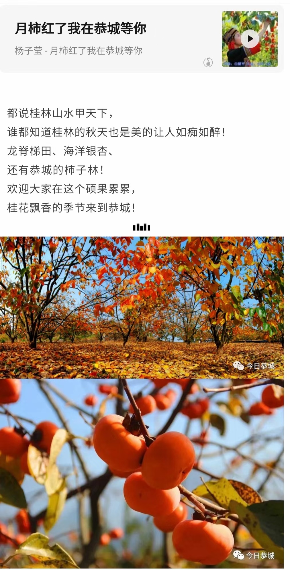 家乡的柿子红了673 / 作者:陈宏福 / 帖子ID:300201