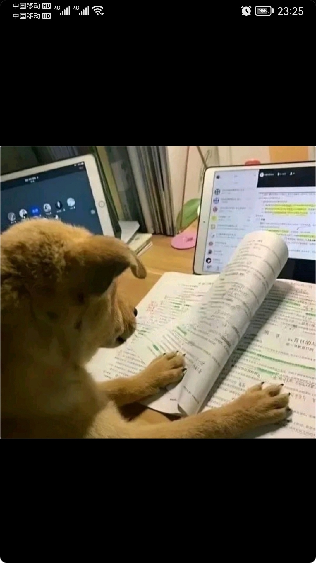 现在是做宠物都压力大呀都要学习写字了779 / 作者:猛龙 / 帖子ID:302263