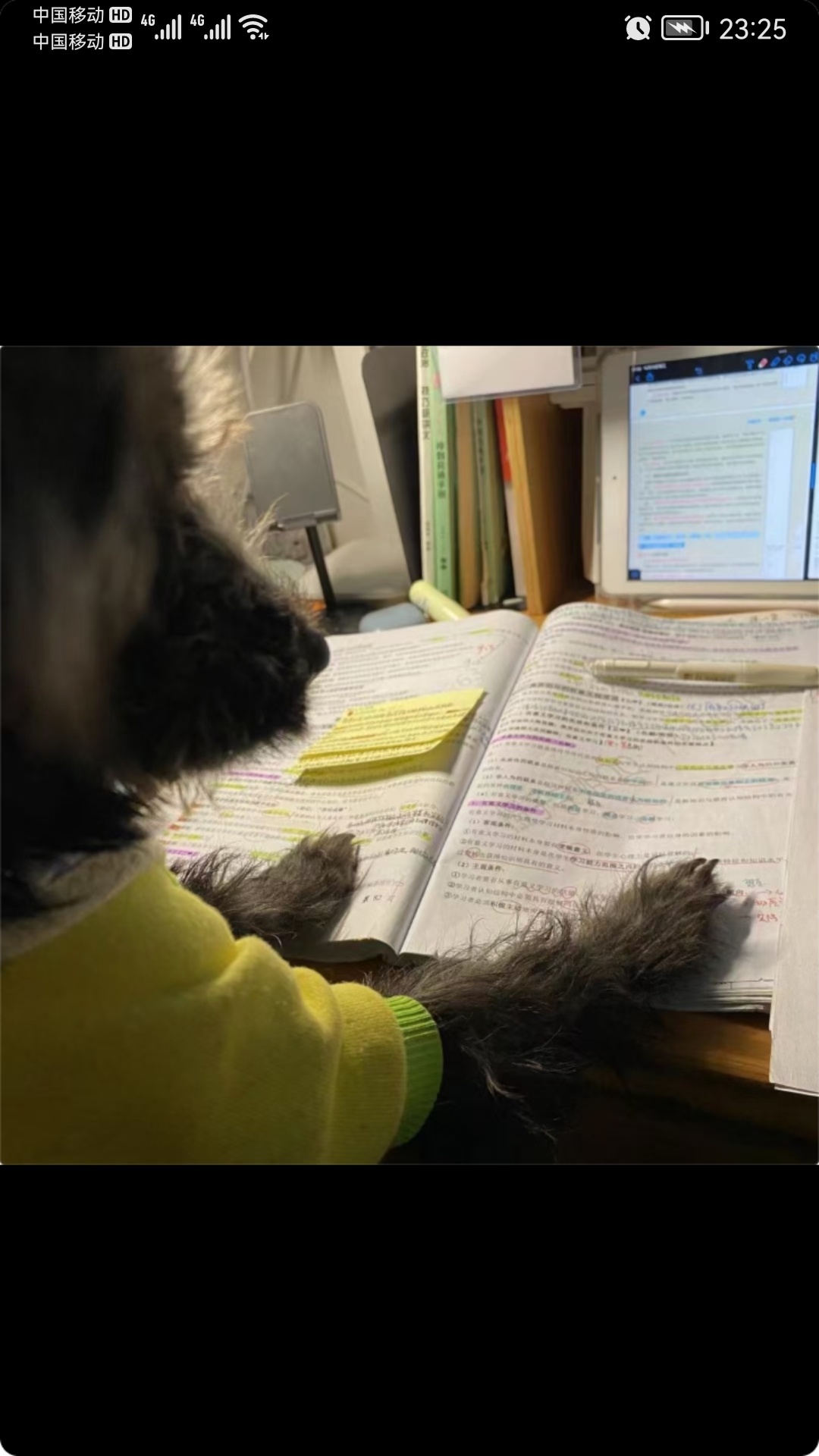 现在是做宠物都压力大呀都要学习写字了841 / 作者:猛龙 / 帖子ID:302263