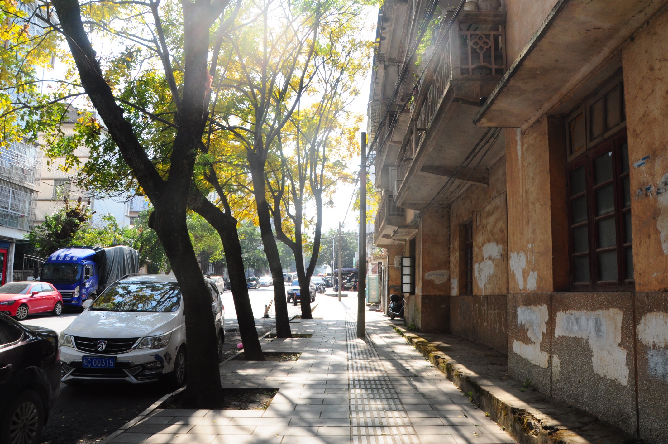 暖阳下，茶北路那一抹金黄，惊艳了整个冬天。。。637 / 作者:无智者无畏 / 帖子ID:302479