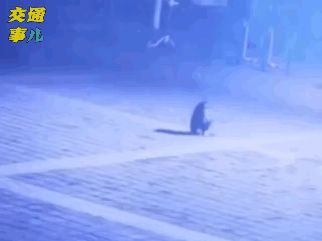 一组动图警示：春节放鞭炮时千万别向阴阱盖里放！698 / 作者:猛龙 / 帖子ID:303087