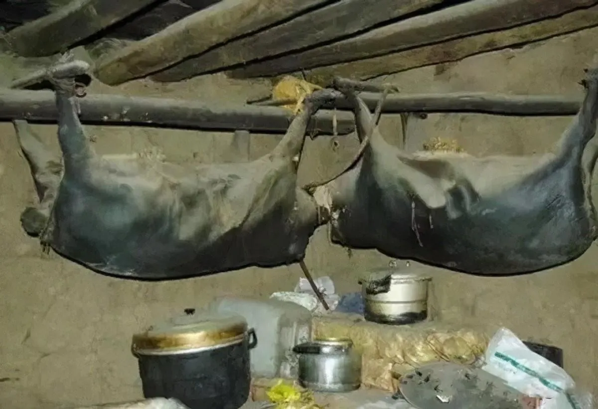 让你们见识见识四川阿坝州五十年的老腊肉83 / 作者:猛龙 / 帖子ID:303488