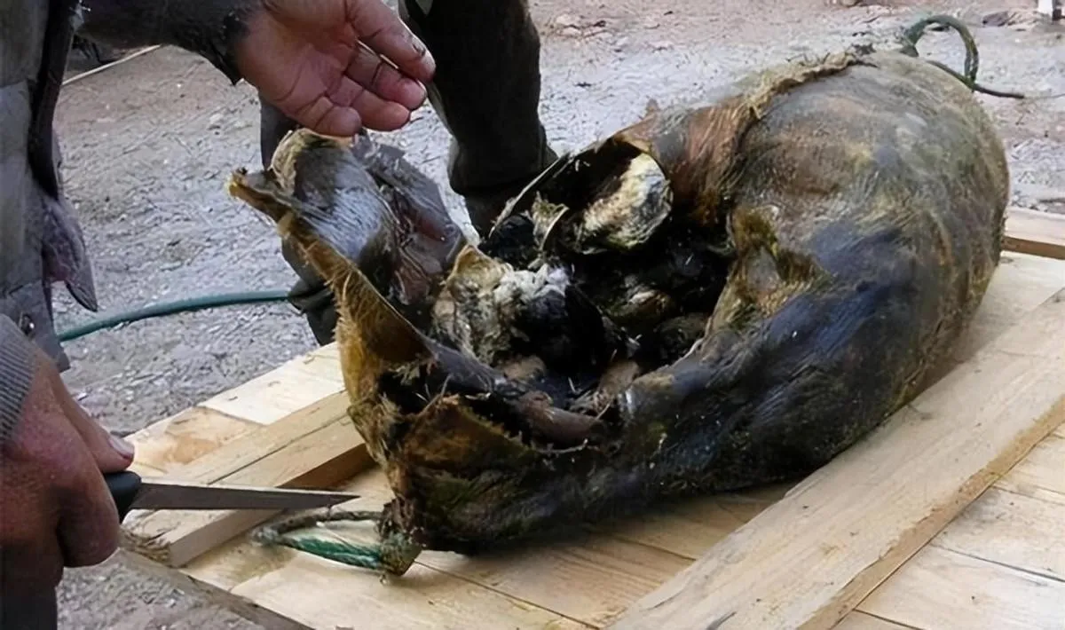 让你们见识见识四川阿坝州五十年的老腊肉779 / 作者:猛龙 / 帖子ID:303488