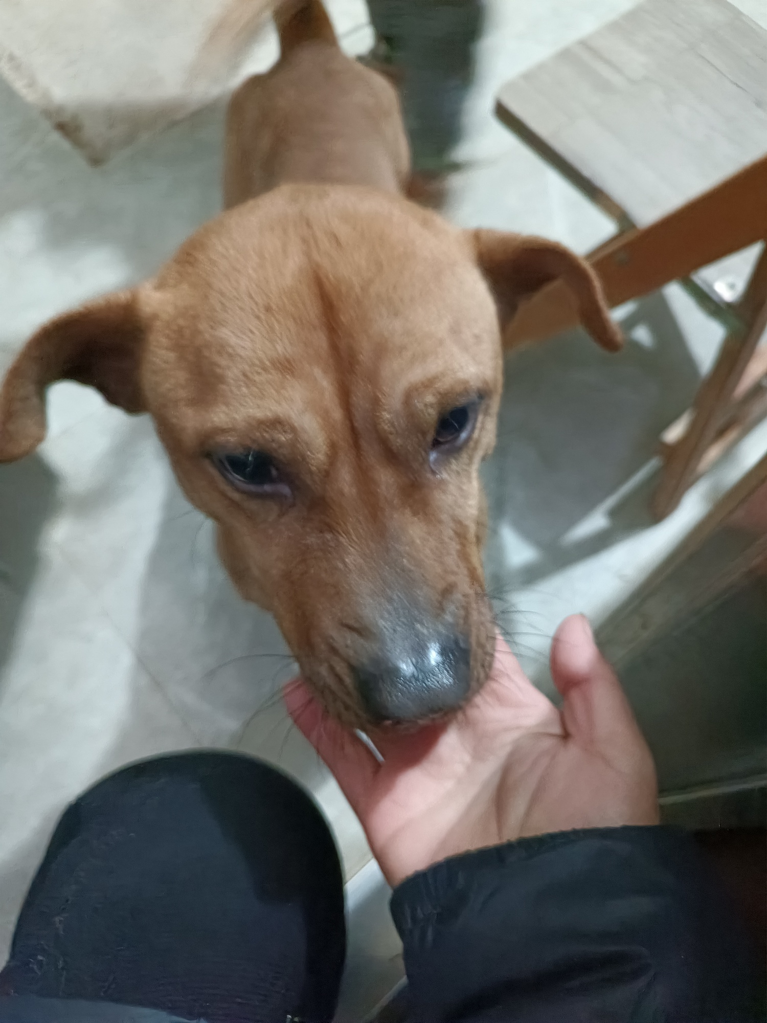 狗狗受伤，求助！139 / 作者:风云客 / 帖子ID:303597