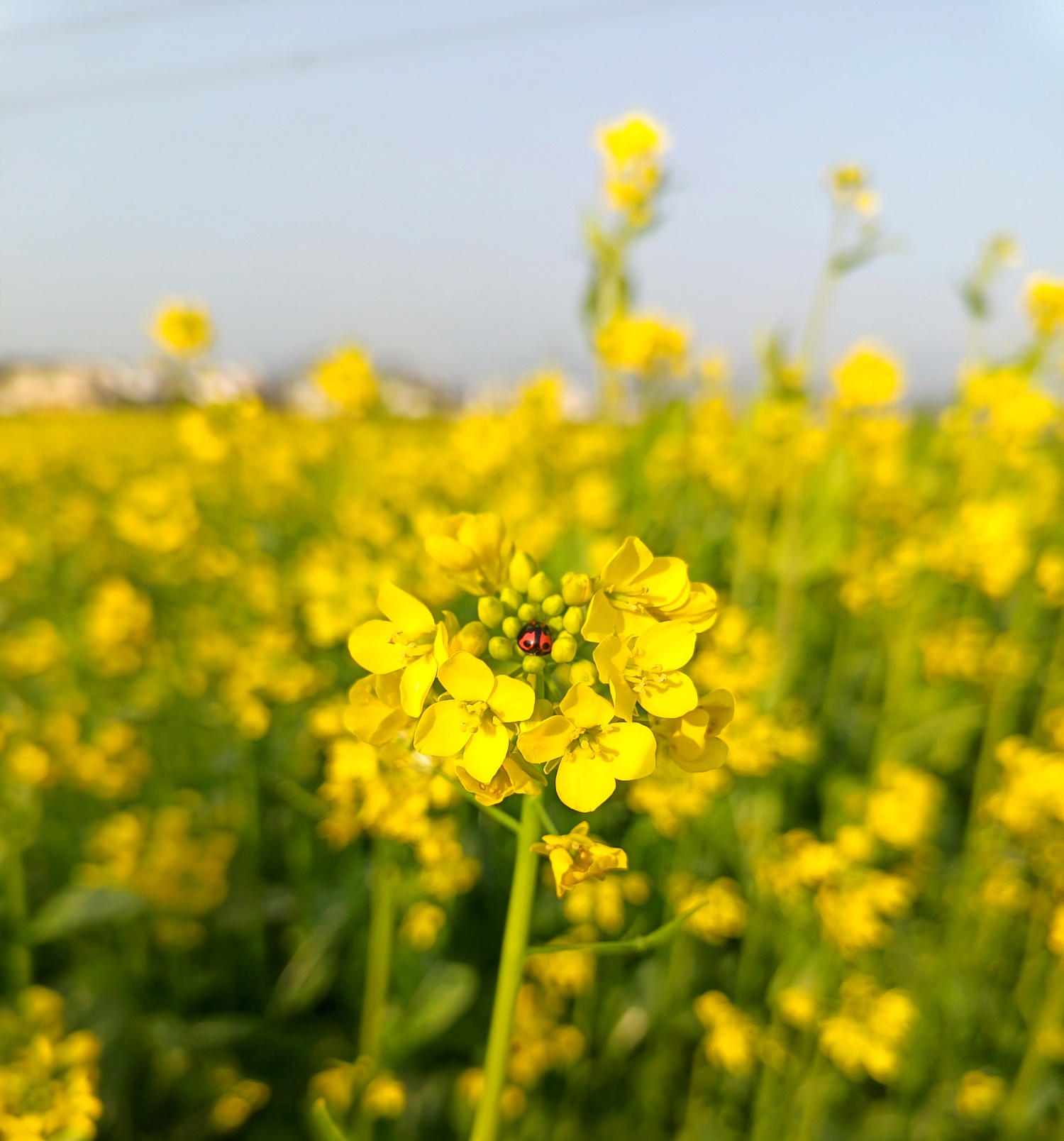 正月去栗木镇大合村油菜花地寻春吧766 / 作者:风云客 / 帖子ID:303606