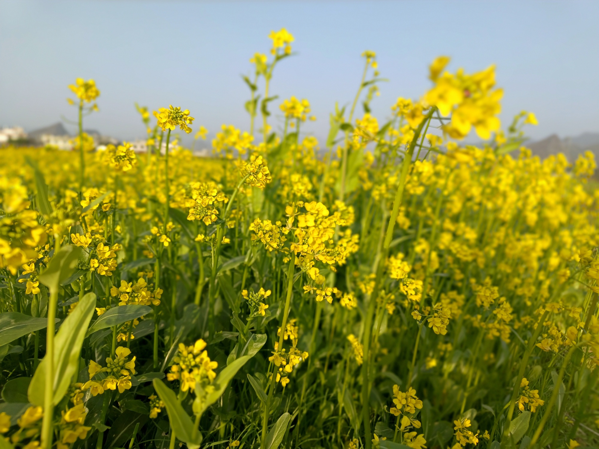 正月去栗木镇大合村油菜花地寻春吧507 / 作者:风云客 / 帖子ID:303606