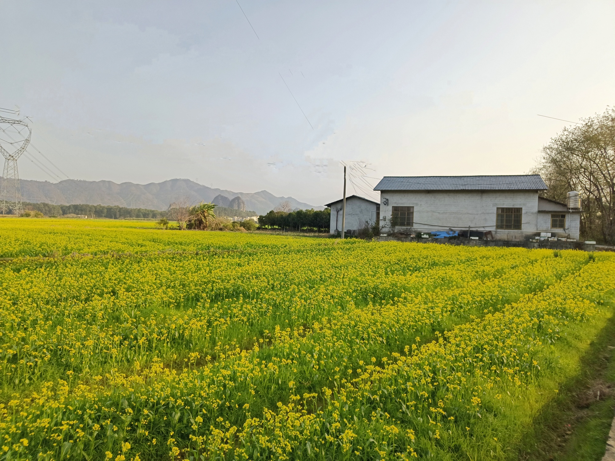 正月去栗木镇大合村油菜花地寻春吧161 / 作者:风云客 / 帖子ID:303606