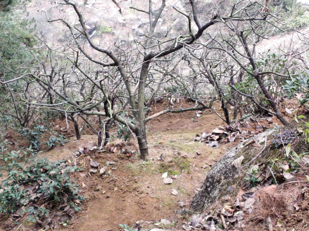 正月里不闲休，山人果地已忙活682 / 作者:瑤人老李 / 帖子ID:303676