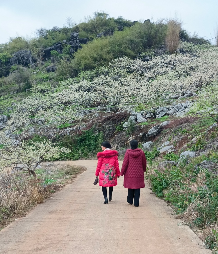 大岭山桃红去，李白来了。326 / 作者:风云客 / 帖子ID:304289