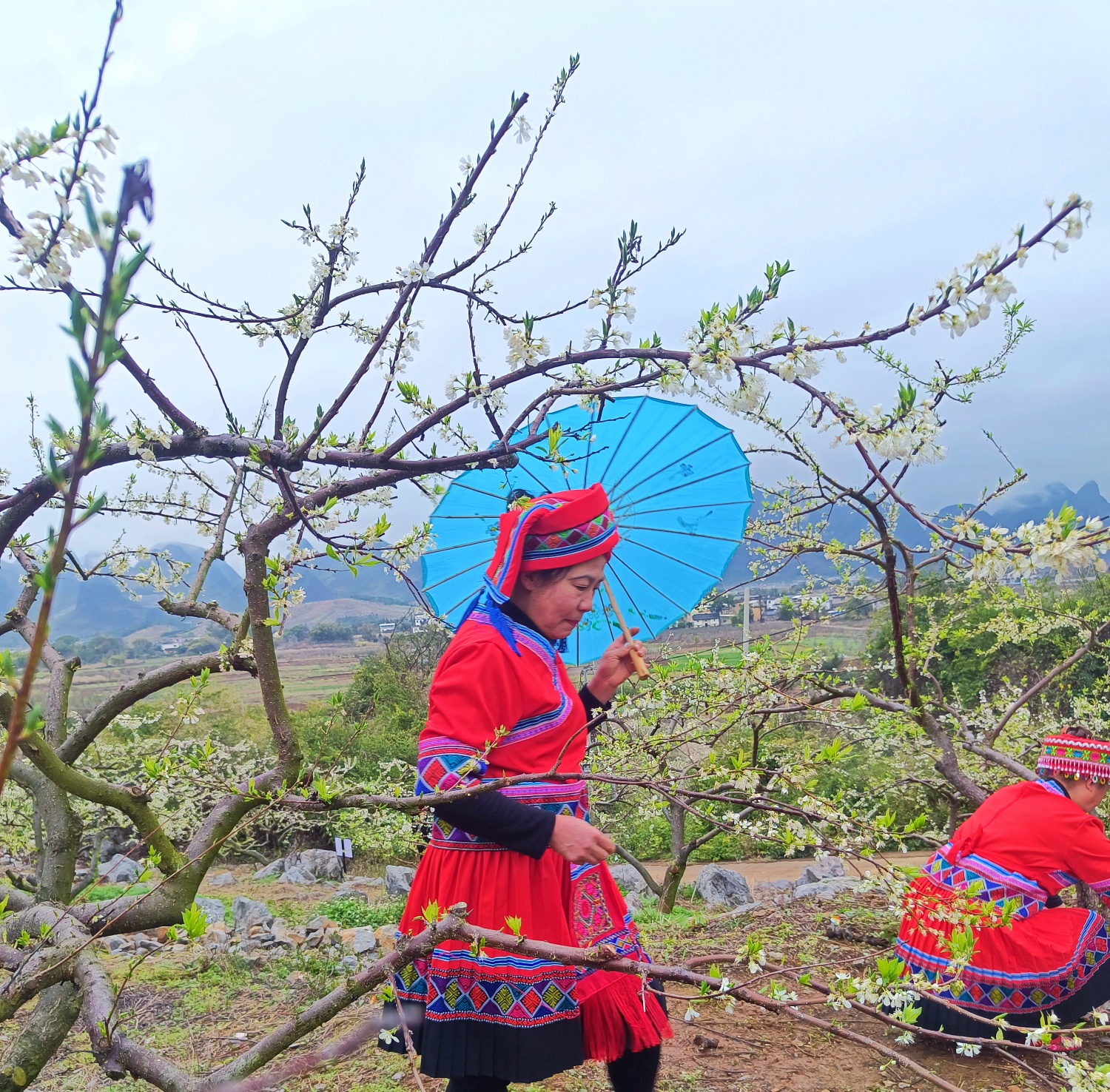 大岭山桃红去，李白来了。524 / 作者:风云客 / 帖子ID:304289