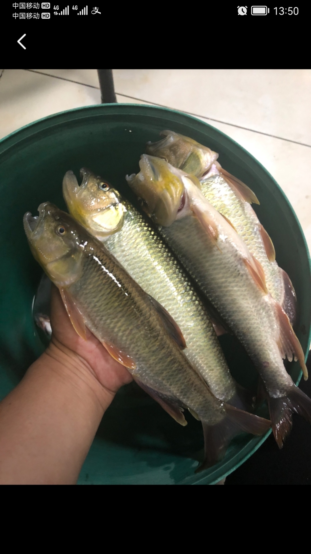 第一次见到浪大个的红翅公（红翅赶）627 / 作者:猛龙 / 帖子ID:304545