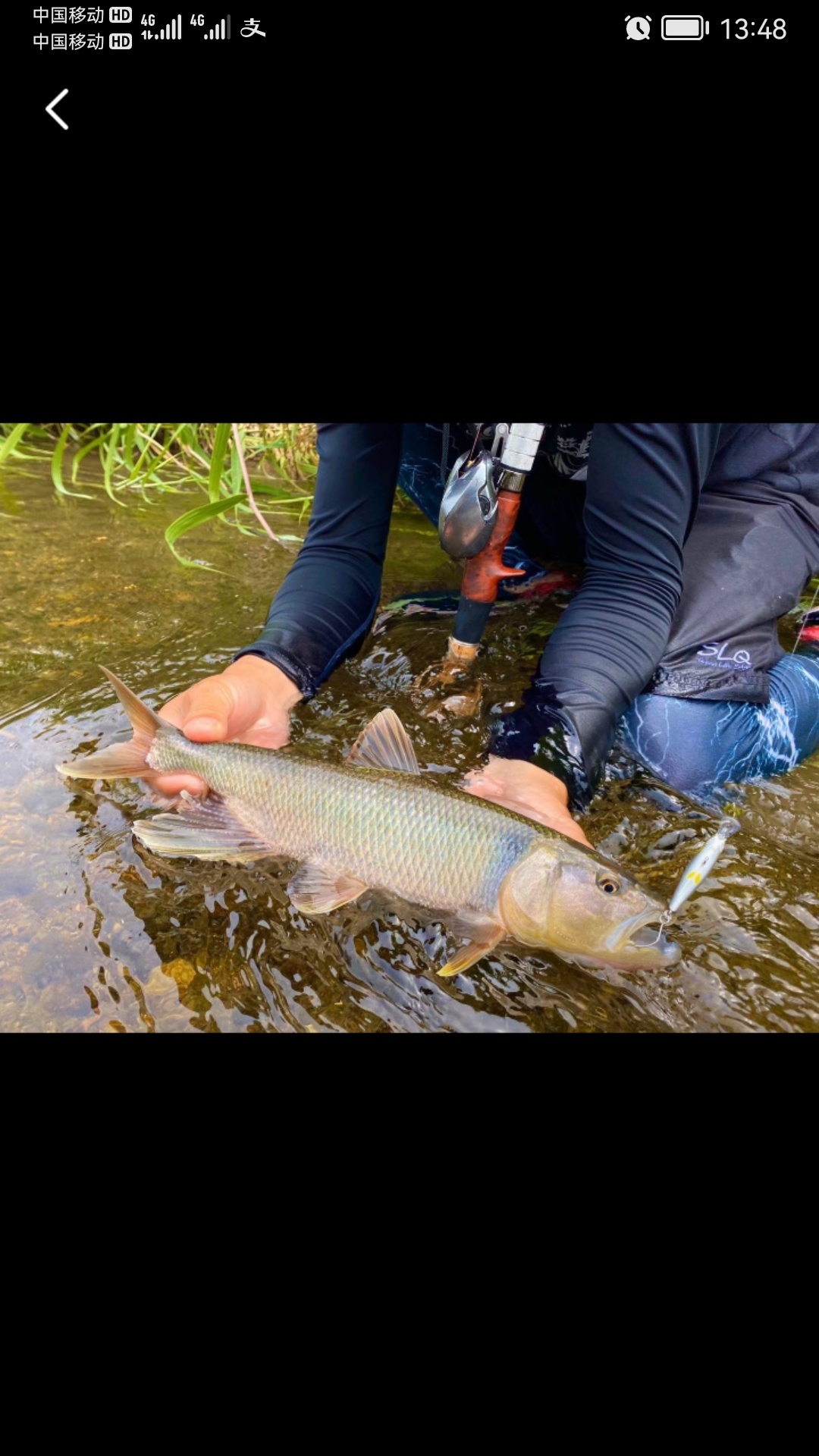 第一次见到浪大个的红翅公（红翅赶）18 / 作者:猛龙 / 帖子ID:304545