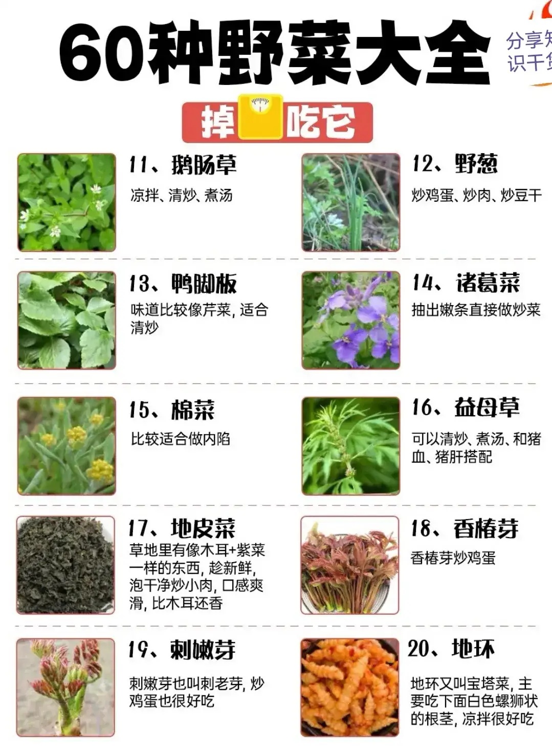 ——60种野菜大全563 / 作者:力行者 / 帖子ID:304720