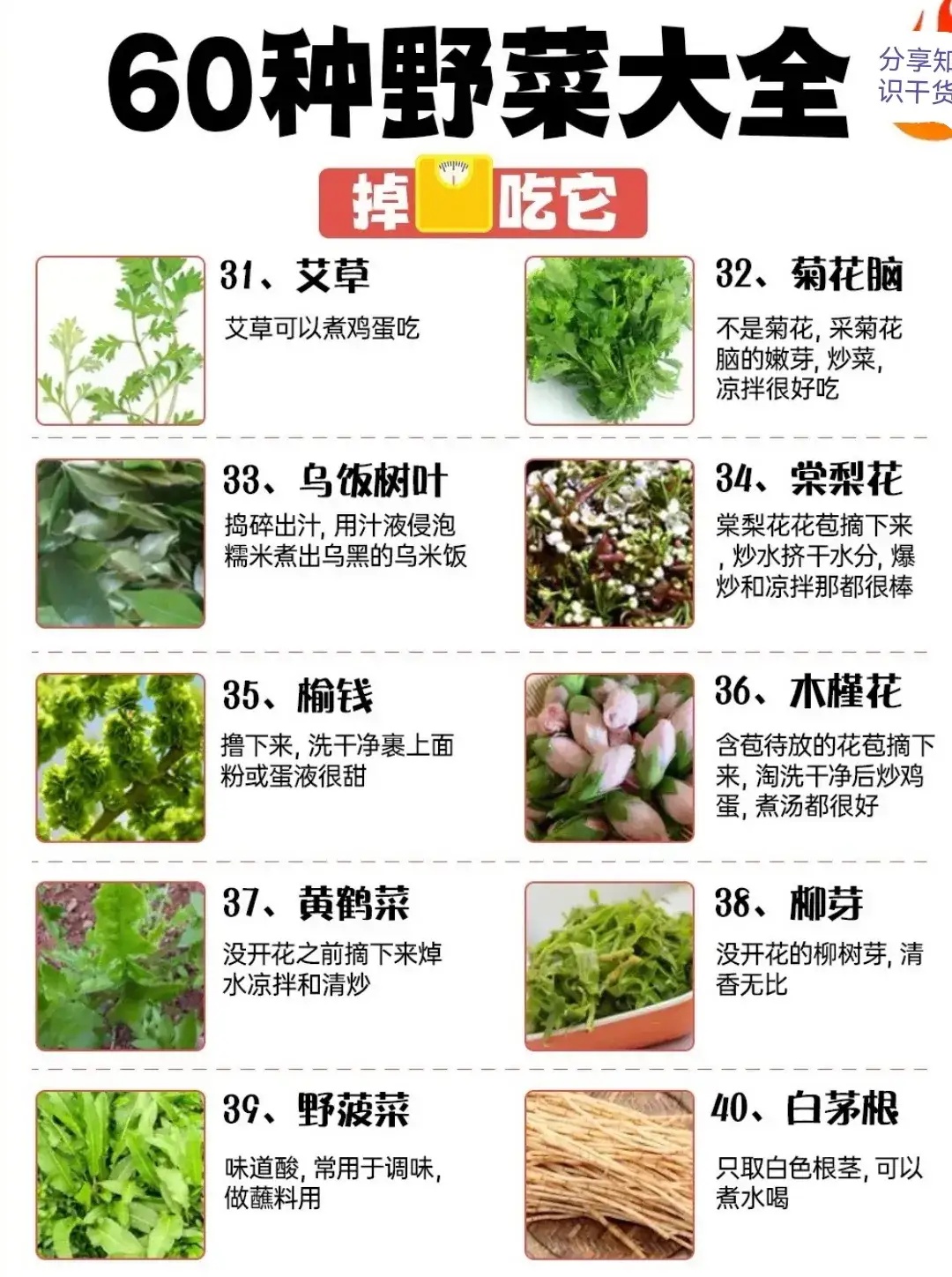 ——60种野菜大全612 / 作者:力行者 / 帖子ID:304720