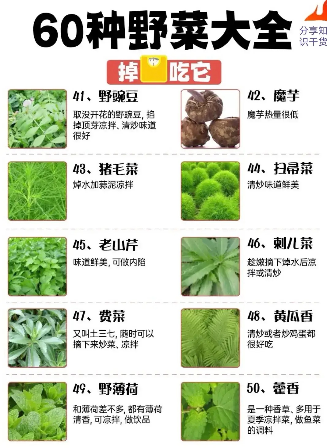 ——60种野菜大全305 / 作者:力行者 / 帖子ID:304720